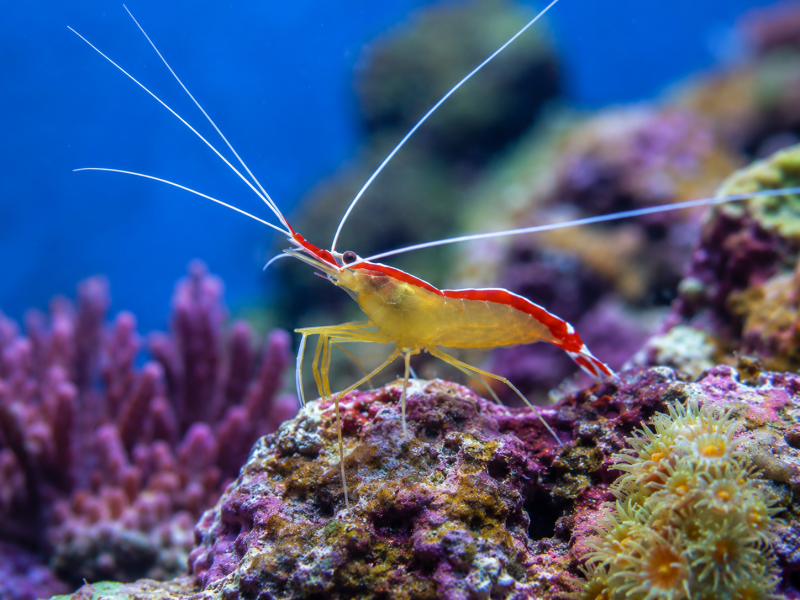 Lysmata amboinensis Indopazifische Weißband Putzergarnele